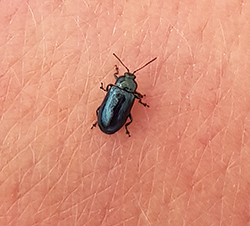 Phratora tibialis Phratora tibialis